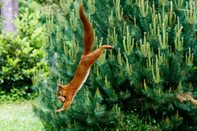 Auch Flughörnchenbilder sind sehr beliebt - wenn auch sehr schwierig zu machen.  | Foto: Uschi Dugulin