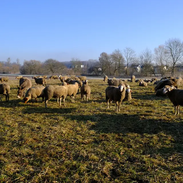 Foto: Eduard Warenik