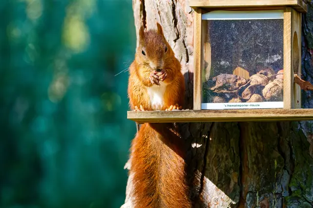 Im Mai 2025 haben die Heimatreporter das s'Heimatreporter-Häusle angebracht. | Foto: Wolfgang Kynast