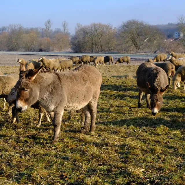 Foto: Eduard Warenik