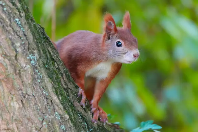 Die Motive mit und rund um Eichhörnchen gehen den Heimatreportern nicht aus.  | Foto: Moni Bordt