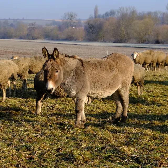 Esel als Schutz gegen Wölfe.  | Foto: Eduard Warenik
