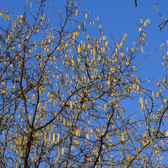 Foto: Eduard Warenik