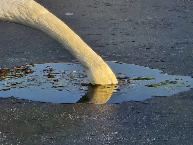 Foto: Heidrun Rosenberger