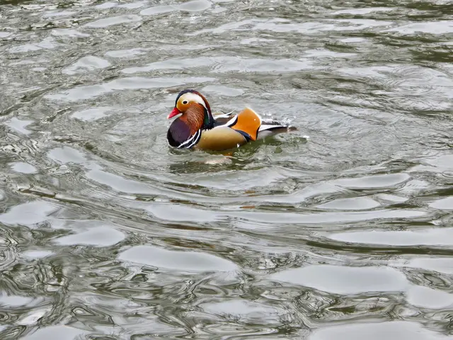 Foto: Heidrun Rosenberger