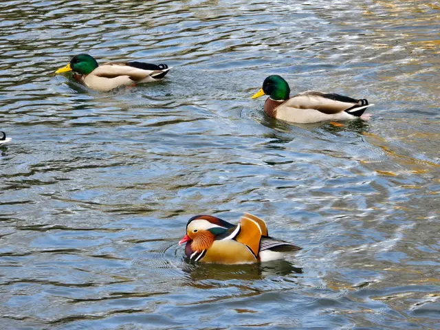 Foto: Heidrun Rosenberger