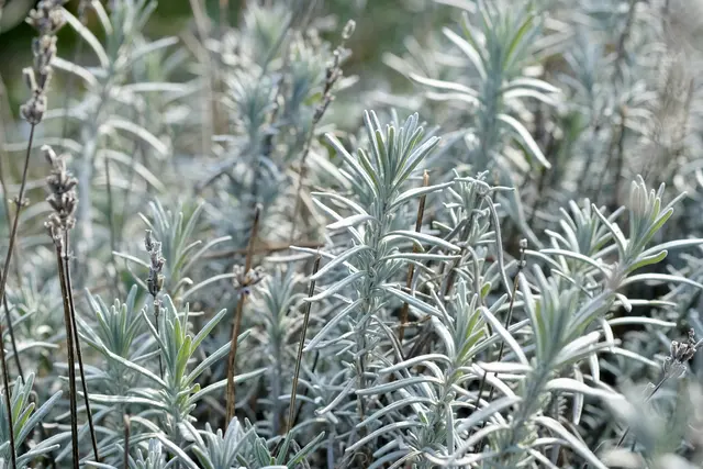 Lavendel | Foto: ED