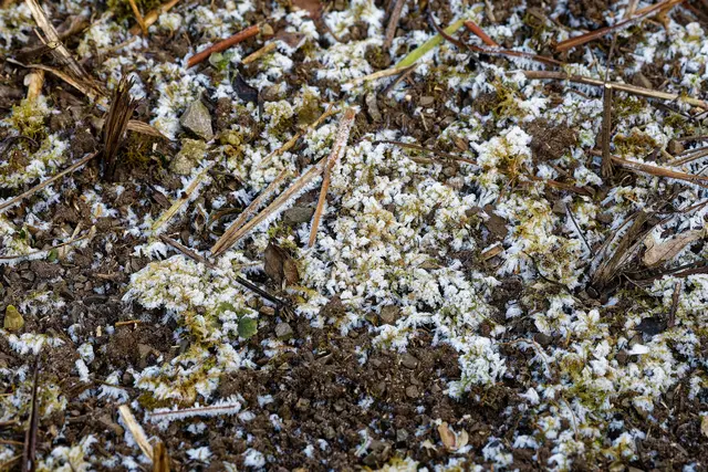 Im Schatten der Buchsbaum-Hecken war schöner Raureif | Foto: WKY