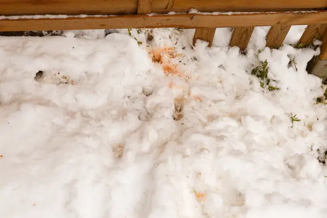 ... aber nicht weit 😸 | Foto: WKY