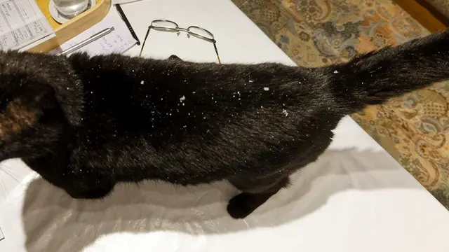 Hurra, es schneit 😉 | Foto: WKY