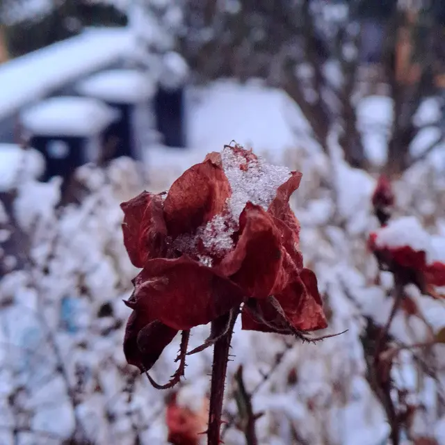 Foto: Eduard Warenik