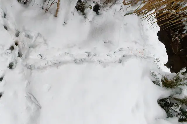 Links Timmys Spur, waagrecht die fette Ratte aus dem Bach | Foto: WKY