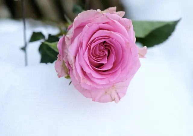 Im Schnee | Foto: ED