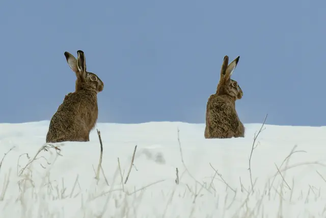 Hasen im Schnee – und das auf Feldern rund um Heilbronn: das sehr ungewöhnliche Motiv von Uschi Pohl ist das Bild des Monats. | Foto: Uschi Pohl