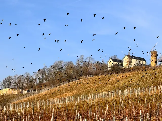 Foto: Heide Böllinger aus Bad Friedrichshall