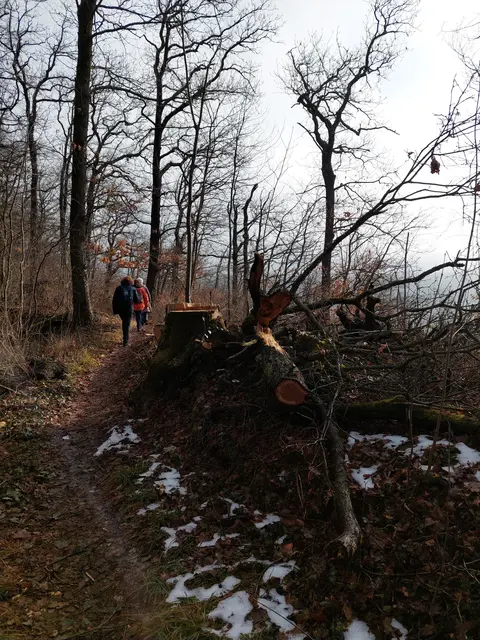 Der Pfad war freigeräumt, das Astwerk aber noch am Wegesrand aufgetürmt. | Foto: Foto privat