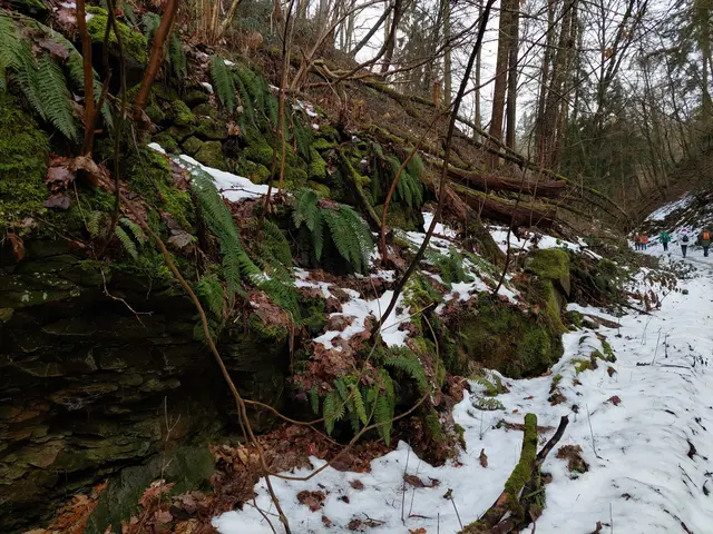 Wie ein Wasserfall hängen die Farnblätter am Hang hinunter. | Foto: Foto privat