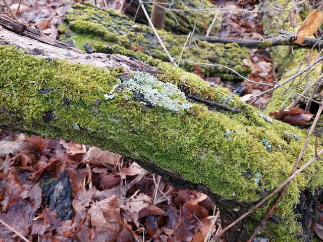 Flechten und Weißmoos lockern das winterliche Grau-Braun wunderbar auf. | Foto: Foto privat