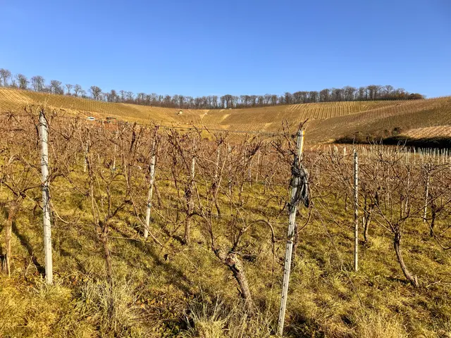 Foto: Heide Böllinger aus Bad Friedrichshall