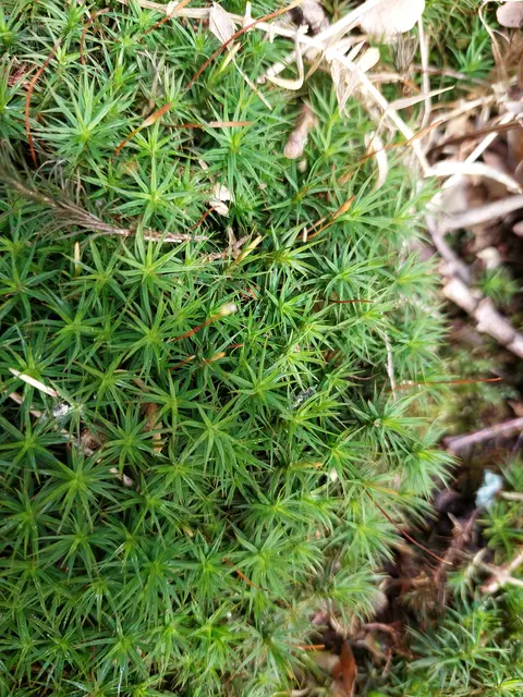 Das Sternmoos steuerte grüne Polster dazu- so kommt auch im Winter Farbe in den Wald. | Foto: Foto privat