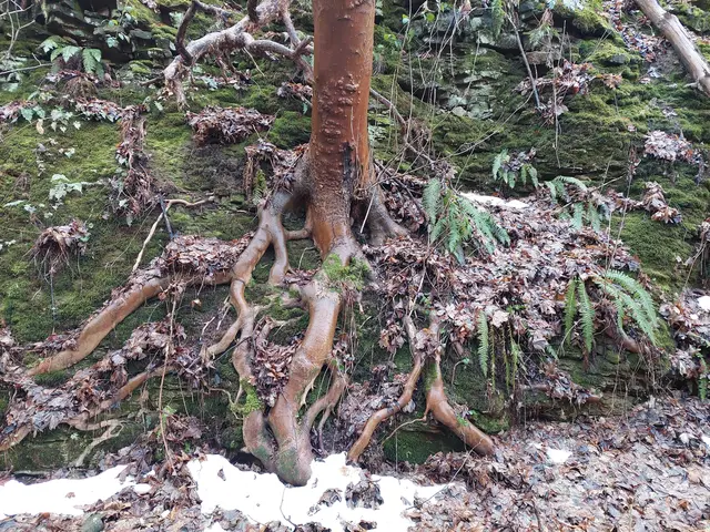 Im Steinbruch klammert sich dieser mystische Baum mit seinen glatten Wurzelbeinchen ans Erdreich. | Foto: Foto privat