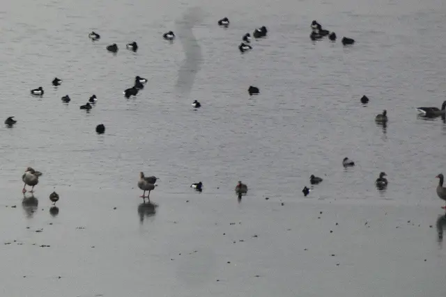 Auf dem breitnauer see. Im See schwimmen oder auf dem Eis laufen. Für enten und Gänse alles möglich. | Foto: Konrad Schomerus