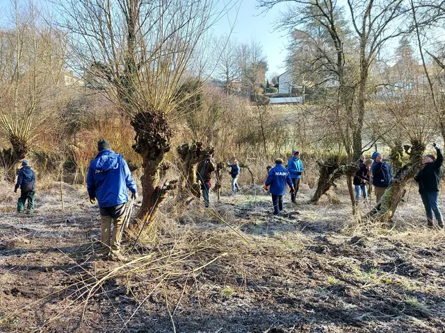 Foto: Kopfweidenschnitt, Helferinnen und Helfer im Einsatz, Foto: Guido Löscher