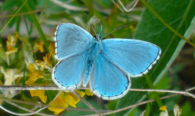 Himmelblauer Bläuling | Foto: Martin Feucht 