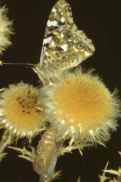 Distelfalter an Golddistel | Foto: Martin Feucht 