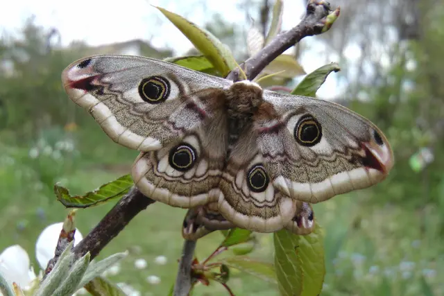 Weibchen vom Kleinen Nachtpfauenauge, Koppula mit Männchen | Foto: Martin Feucht 