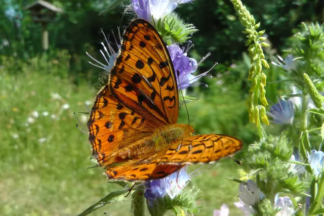 Großer Perlmutterfalter | Foto: Martin Feucht 