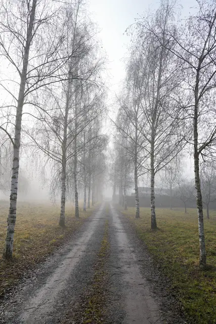 Birkenallee beim Fischerheim | Foto: Ulrich Seidel