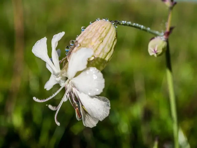 Manche Tropfen haften an der nach unten geneigten Blüte und fallen nicht herab.  | Foto: Tanja Blind