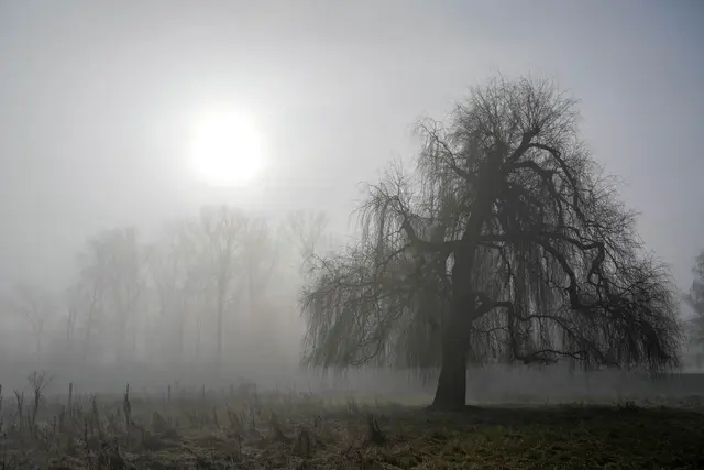 Trauerweide mit Sonne | Foto: Ulrich Seidel
