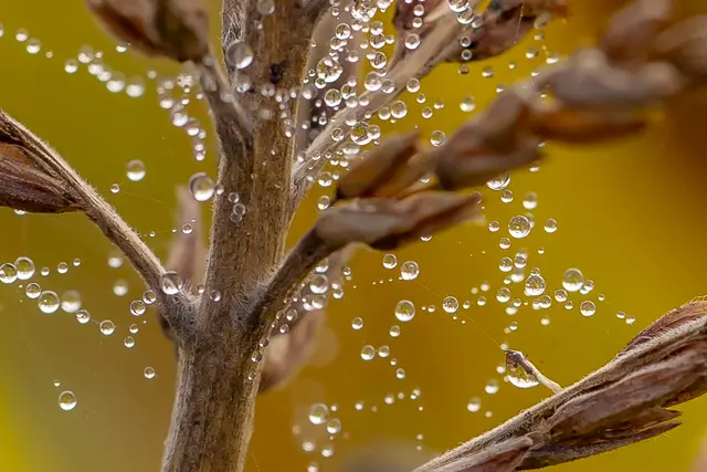 Wenn sich Wassertropfen an Spinnennetzen verfangen, entstehen tolle Motive.  | Foto: Helga Rosenberger