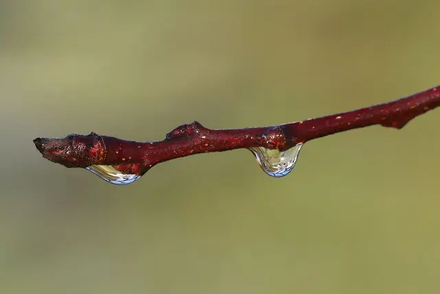 Ein echtes Tropfen-Duo. | Foto: Martin Butz