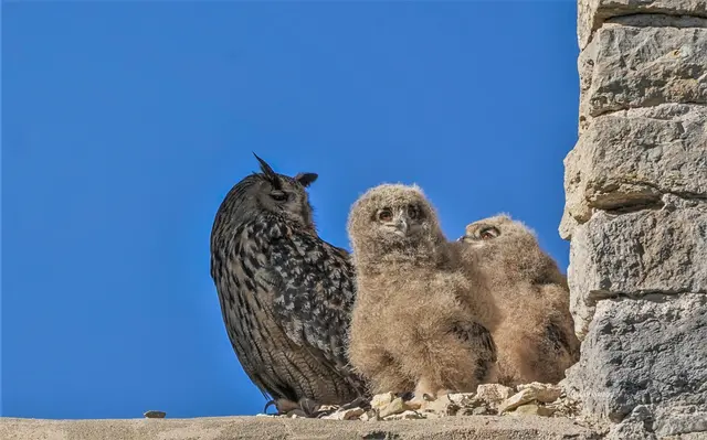 Uhu mit den Jungen am Fenster der Ruine, hier hatte sie die Eier gebrütet  | Foto: Gülay Sween