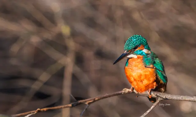 Eisvogel | Foto: Gülay Sween