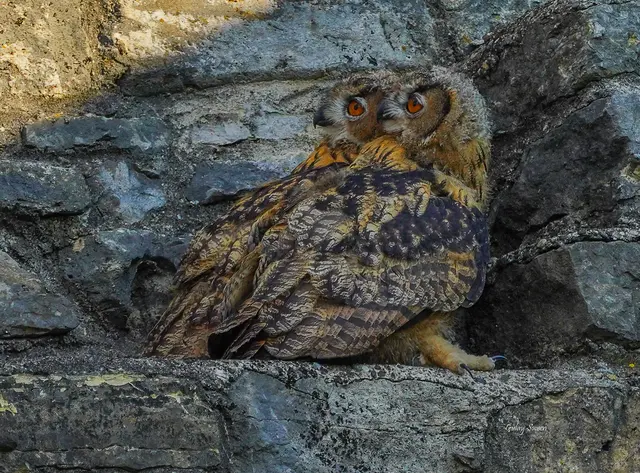 Das Geschwister Pärchen | Foto: Gülay Sween