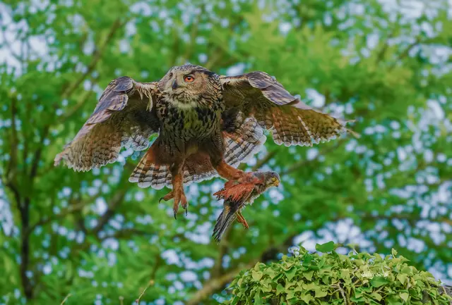 Uhu hat Turmfalken erschlagen | Foto: Gülay Sween