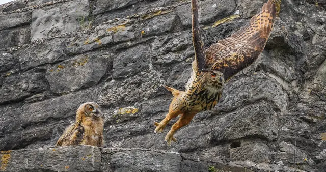 Das erwachsene Uhu zeigt dem Sprössling wie das mit dem Fliegen zu Funktionieren hat.  | Foto: Gülay Sween