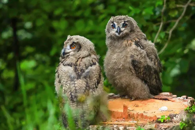 Zwei Uhu Küken | Foto: Gülay Sween