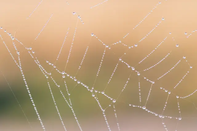 Viele verschieden große Tropfen reihen sich wie aufgefädelt aneinander.  | Foto: Stefan Seiz