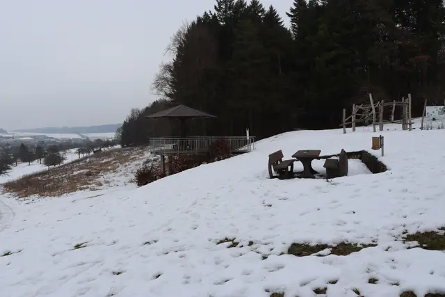 Blick auf Sclackohrpilz | Foto: Marga Specht