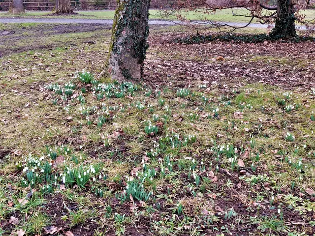 Frühlingsboten- und gleich soviele auf einmal! | Foto: Foto privat