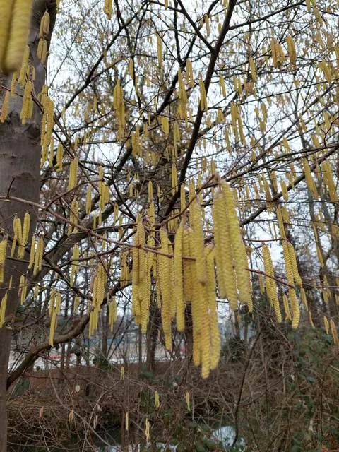 Mit den schönen Gelbtönen seiner Blüten bezaubert der Haselnussstrauch. | Foto: Foto privat