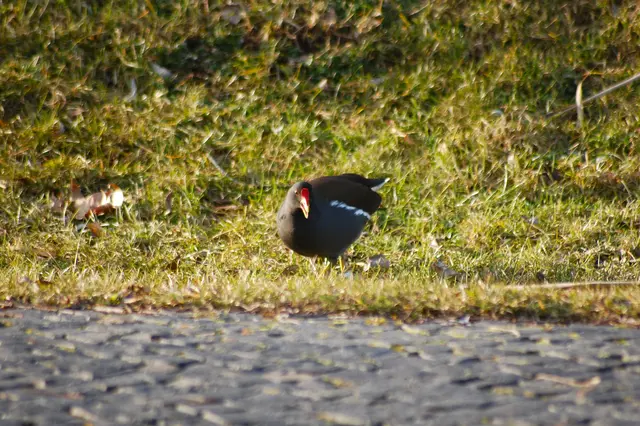 Foto: Heidrun Rosenberger