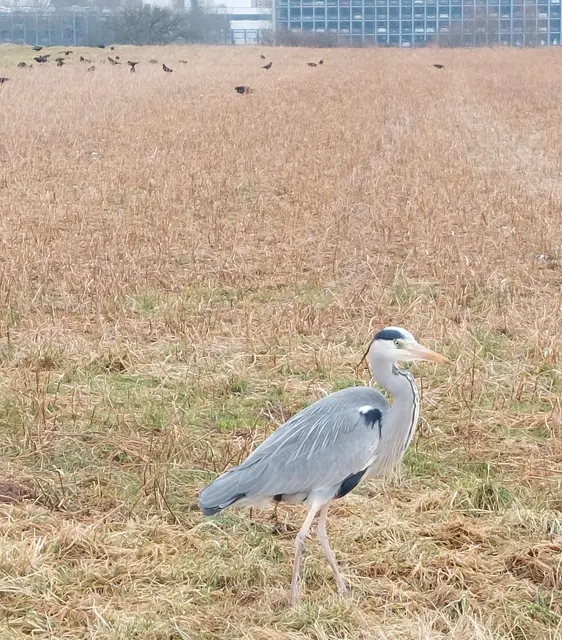 Auf den Neckargartacher Feldern präsentierte sich stolz dieser prächtige Reiher. | Foto: Foto privat