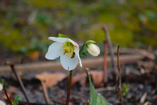 Foto: Heidrun Rosenberger