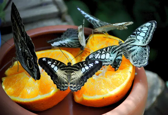 Zu diesen schönen Faltern hat sich der Züchter aus der Schweiz gemeldet. Das fand ich sehr schön und interessant. | Foto: Daniela Somers